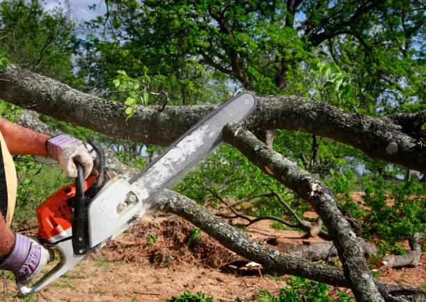 The Steps Involved in Our Tree Care Process in Owensboro, KY